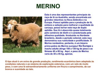 MERINO
Esta é uma das representantes principais da
raça de lã na Austrália, sendo encontrada em
grandes rebanhos na Nova Zelândia e na
Europa. Possui aptidão para a produção de lã,
embora a seleção para melhorar a qualidade da
carcaça, possa tornar esta raça de dupla
aptidão. Sua lã é absorvida quase totalmente
pelo comércio de têxtil e é caracterizada pela
altíssima qualidade. Itroduzida no Nordeste
brasileiro, desde o período colonial, esta raça
demonstrou sua rusticidade e prolificidade. O
Merino nordestino, portanto, é um bizarro
primo-pobre do Merino europeu! Na Europa o
macho adulto atinge 100 a 130 kg de peso e as
fêmeas 40 a 80 kg. Aqui, o peso do Merino
varia de 30 a 45 kg, apenas.
O tipo atual é um ovino de grande produção, rendimento econômico bem adaptado às
condições naturais e ao sistema de exploração extensiva, com um velo de muito
peso, e com uma lã extraordinariamente uniforme em finura e comprimento, de cor
branca e suavidade ao tato.
 