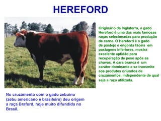 HEREFORD
Originário da Inglaterra, o gado
Hereford é uma das mais famosas
raças selecionadas para produção
de carne. O Hereford é o gado
de pastejo e engorda fáceis em
pastagens inferiores, mostra
excelente aptidão para
recuperação de peso após as
chuvas. A cara branca é um
caráter dominante e se transmite
aos produtos oriundos de
cruzamentos, independente de qual
seja a raça utilizada.
No cruzamento com o gado zebuíno
(zebu americano e brasileiro) deu origem
a raça Braford, hoje muito difundida no
Brasil.
 