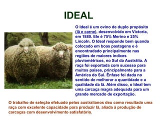 IDEAL
O Ideal é um ovino de duplo propósito
(lã e carne), desenvolvido em Victoria,
em 1880. Ele é 75% Merino e 25%
Lincoln. O Ideal responde bem quando
colocado em boas pastagens e é
encontradado principalmente nas
regiões de maiores índices
pluviométricos, no Sul da Austrália. A
raça foi exportada com sucesso para
muitos países, principalmente para a
Ámérica do Sul. Ênfase foi dada no
sentido de melhorar a quantidade e a
qualidade da lã. Além disso, o Ideal tem
uma carcaça magra adequada para um
grande mercado de exportação.
O trabalho de seleção efetuado pelos australianos deu como resultado uma
raça com excelente capacidade para produzir lã, aliada à produção de
carcaças com desenvolvimento satisfatório.
 
