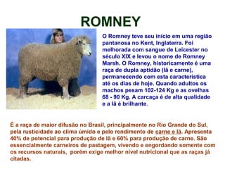 ROMNEY
O Romney teve seu início em uma região
pantanosa no Kent, Inglaterra. Foi
melhorada com sangue de Leicester no
século XIX e levou o nome de Romney
Marsh. O Romney, historicamente é uma
raça de dupla aptidão (lã e carne),
permanecendo com esta característica
até os dias de hoje. Quando adultos os
machos pesam 102-124 Kg e as ovelhas
68 - 90 Kg. A carcaça é de alta qualidade
e a lã é brilhante.
É a raça de maior difusão no Brasil, principalmente no Rio Grande do Sul,
pela rusticidade ao clima úmido e pelo rendimento de carne e lã. Apresenta
40% de potencial para produção de lã e 60% para produção de carne. São
essencialmente carneiros de pastagem, vivendo e engordando somente com
os recursos naturais, porém exige melhor nível nutricional que as raças já
citadas.
 