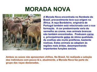 MORADA NOVA
A Morada Nova encontrada no Nordeste do
Brasil, provavelmente teve sua origem na
África. A raça Bordaleiro, originária de
Portugal também está relacionada com a sua
formação. A cor predominante varia do
vermelho ao creme, mas animais brancos
são também encontrados. Produzem carne
e, principalmente peles de ótima qualidade.
As ovelhas são muito prolíferas, bastante
rústicas. Estes animais se adaptam às
regiões mais áridas, desempenhando
importantes funções sociais.
Ambos os sexos não apresentam chifres. No Brasil, foi realizada a seleção
dos indivíduos com pouca lã e, atualmente, a Morada Nova faz parte do
grupo das raças deslanadas.
 