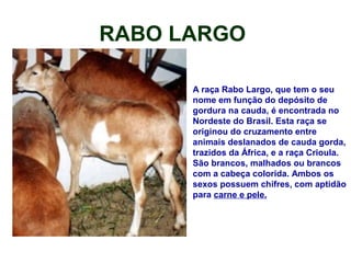 RABO LARGO
A raça Rabo Largo, que tem o seu
nome em função do depósito de
gordura na cauda, é encontrada no
Nordeste do Brasil. Esta raça se
originou do cruzamento entre
animais deslanados de cauda gorda,
trazidos da África, e a raça Crioula.
São brancos, malhados ou brancos
com a cabeça colorida. Ambos os
sexos possuem chifres, com aptidão
para carne e pele.
 