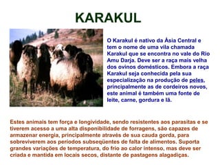 KARAKUL
O Karakul é nativo da Ásia Central e
tem o nome de uma vila chamada
Karakul que se encontra no vale do Rio
Amu Darja. Deve ser a raça mais velha
dos ovinos domésticos. Embora a raça
Karakul seja conhecida pela sua
especialização na produção de peles,
principalmente as de cordeiros novos,
este animal é também uma fonte de
leite, carne, gordura e lã.
Estes animais tem força e longividade, sendo resistentes aos parasitas e se
tiverem acesso a uma alta disponibilidade de forragens, são capazes de
armazenar energia, principalmente através de sua cauda gorda, para
sobreviverem aos períodos subseqüentes de falta de alimentos. Suporta
grandes variações de temperatura, do frio ao calor intenso, mas deve ser
criada e mantida em locais secos, distante de pastagens alagadiças.
 