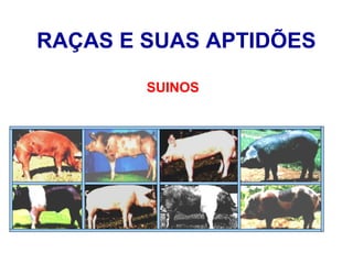 RAÇAS E SUAS APTIDÕES
SUINOS
 