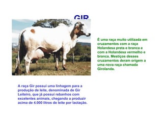 GIR
É uma raça muito utilizada em
cruzamentos com a raça
Holandesa preta e branca e
com a Holandesa vermelho e
branca. Mestiços desses
cruzamentos deram origem a
uma nova raça chamada
Girolanda.
A raça Gir possui uma linhagem para a
produção de leite, denominada de Gir
Leiteiro, que já possui rebanhos com
excelentes animais, chegando a produzir
acima de 4.000 litros de leite por lactação.
 