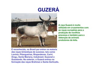GUZERÁ
A raça Guzerá é muito
utilizada em cruzamentos com
as raças européias para a
produção de novilhos
precoces e também para a
obtenção de animais
produtores de leite.
É reconhecida, no Brasil por entrar na maioria
das raças bimestiças de sucesso, tais como
Lavínia, Pitangueiras, Riopardense, Cariri,
Xingu, Santa Mariana, Indubrasil, Guzonel e
Guzolando. No exterior, o Guzerá entrou na
formação das raças Brahman e Santa Gertrudis.
 
