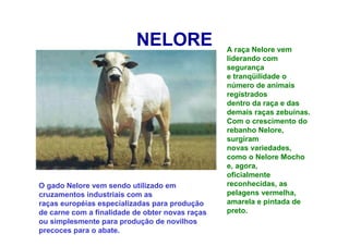 NELORE A raça Nelore vem
liderando com
segurança
e tranqüilidade o
número de animais
registrados
dentro da raça e das
demais raças zebuínas.
Com o crescimento do
rebanho Nelore,
surgiram
novas variedades,
como o Nelore Mocho
e, agora,
oficialmente
reconhecidas, as
pelagens vermelha,
amarela e pintada de
preto.
O gado Nelore vem sendo utilizado em
cruzamentos industriais com as
raças européias especializadas para produção
de carne com a finalidade de obter novas raças
ou simplesmente para produção de novilhos
precoces para o abate.
 