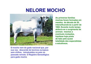 NELORE MOCHO
As primeiras famílias
mochas foram formadas em
meados da década de 50,
intensificando-se a partir de
1960. Durante muito tempo
atribuiu-se o surgimento de
animais mochos a
eventuais mutações,
hipótese hoje posta
de lado pela quase
totalidade dos especialistas
e estudiosos.
O mocho vem do gado nacional que, por
sua vez, descende de bovinos europeus
sem chifres, introduzidos no país no
passado remoto. O Registro Genealógico
para gado mocho
 