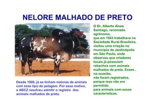 NELORE MALHADO DE PRETO
O Dr. Alberto Alves
Santiago, renomado
agrônomo,
que em 1943 trabalhava na
Sociedade Rural Brasileira,
visitou uma criação no
município de Jardinópolis
em São Paulo, onde
observou que criadores
locais já possuíam
rebanhos com animais
malhados de preto. Esses ,
na ocasião,
não foram registrados,
porque isso não era
permitido
para animais com essas
características.
Desde 1906, já se tinham notícias de animais
com esse tipo de pelagem. Por esse motivo,
a ABCZ resolveu admitir o registro dos
animais malhados de preto.
 