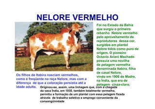 NELORE VERMELHO
Foi no Estado da Bahia
que surgiu o primeiro
rebanho Nelore vermelho
pelo aproveitamento de
reprodutores dessa cor,
surgidos em plantel
Nelore tidos como puro de
origem. O pioneiro
Octavio Ariani Machado
possuía uma novilha
de pelagem vermelha
denominada Itabira, filha
de casal Nelore,
vindo em 1906 de Madre,
na Índia, que era de
pelagem cinza-claro.
Os filhos de Itabira nasciam vermelhos,
como é freqüente na raça Nelore, mas com a
diferença de que a coloração persistia até a
idade adulta. Originou-se, assim, uma linhagem que, com a chegada
da vaca Índia, em 1930, também totalmente vermelha,
permitiu a formação de um plantel com essa pelagem fixada
através de trabalho seletivo e emprego conveniente da
consangüinidade
 