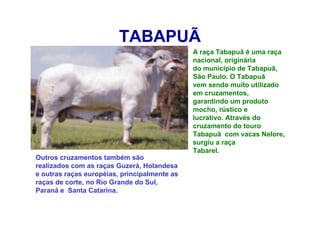 TABAPUÃ
A raça Tabapuã é uma raça
nacional, originária
do município de Tabapuã,
São Paulo. O Tabapuã
vem sendo muito utilizado
em cruzamentos,
garantindo um produto
mocho, rústico e
lucrativo. Através do
cruzamento do touro
Tabapuã com vacas Nelore,
surgiu a raça
Tabarel.
Outros cruzamentos também são
realizados com as raças Guzerá, Holandesa
e outras raças européias, principalmente as
raças de corte, no Rio Grande do Sul,
Paraná e Santa Catarina.
 