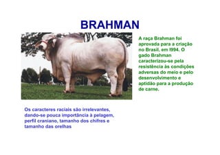 BRAHMAN
A raça Brahman foi
aprovada para a criação
no Brasil, em l994. O
gado Brahman
caracterizou-se pela
resistência às condições
adversas do meio e pelo
desenvolvimento e
aptidão para a produção
de carne.
Os caracteres raciais são irrelevantes,
dando-se pouca importância à pelagem,
perfil craniano, tamanho dos chifres e
tamanho das orelhas
 