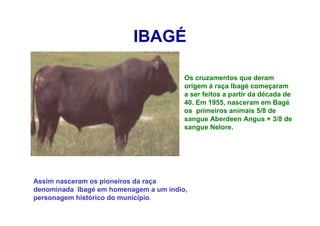 IBAGÉ
Os cruzamentos que deram
origem à raça Ibagé começaram
a ser feitos a partir da década de
40. Em 1955, nasceram em Bagé
os primeiros animais 5/8 de
sangue Aberdeen Angus + 3/8 de
sangue Nelore.
Assim nasceram os pioneiros da raça
denominada Ibagé em homenagem a um índio,
personagem histórico do município.
 