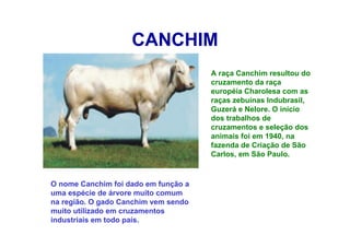 CANCHIM
A raça Canchim resultou do
cruzamento da raça
européia Charolesa com as
raças zebuínas Indubrasil,
Guzerá e Nelore. O início
dos trabalhos de
cruzamentos e seleção dos
animais foi em 1940, na
fazenda de Criação de São
Carlos, em São Paulo.
O nome Canchim foi dado em função a
uma espécie de árvore muito comum
na região. O gado Canchim vem sendo
muito utilizado em cruzamentos
industriais em todo país.
 