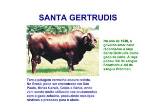 SANTA GERTRUDIS
No ano de 1940, o
governo americano
reconheceu a raça
Santa Gertrudis como
gado de corte. A raça
possui 5/8 de sangue
Shorthorn e 3/8 de
sangue Brahman.
Tem a pelagem vermelho-escuro retinta.
No Brasil, pode ser encontrado em São
Paulo, Minas Gerais, Goiás e Bahia, onde
vem sendo muito utilizado nos cruzamentos
com o gado zebuíno, produzindo mestiços
rústicos e precoces para o abate.
 