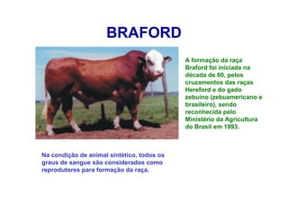 BRAFORD
A formação da raça
Braford foi iniciada na
década de 60, pelos
cruzamentos das raças
Hereford e do gado
zebuíno (zebuamericano e
brasileiro), sendo
reconhecida pelo
Ministério da Agricultura
do Brasil em 1993.
Na condição de animal sintético, todos os
graus de sangue são considerados como
reprodutores para formação da raça.
 