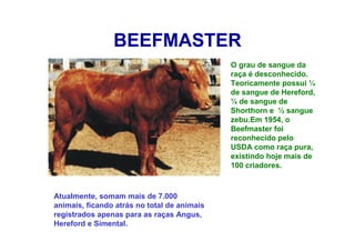 BEEFMASTER
O grau de sangue da
raça é desconhecido.
Teoricamente possui ¼
de sangue de Hereford,
¼ de sangue de
Shorthorn e ½ sangue
zebu.Em 1954, o
Beefmaster foi
reconhecido pelo
USDA como raça pura,
existindo hoje mais de
100 criadores.
Atualmente, somam mais de 7.000
animais, ficando atrás no total de animais
registrados apenas para as raças Angus,
Hereford e Simental.
 