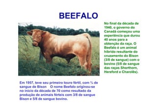 BEEFALO
No final da década de
1940, o governo do
Canadá começou uma
experiência que durou
40 anos para a
obtenção da raça. O
Beefalo é um animal
híbrido resultante do
cruzamento do Bison
(3/8 de sangue) com o
bovino (5/8 de sangue
das raças Shorthorn,
Hereford e Charolês).
Em 1957, teve seu primeiro touro fértil, com ¾ de
sangue de Bison O nome Beefalo originou-se
no início da década de 70 como resultado da
produção de animais férteis com 3/8 de sangue
Bison e 5/8 de sangue bovino.
 