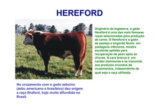 HEREFORD
Originário da Inglaterra, o gado
Hereford é uma das mais famosas
raças selecionadas para produção
de carne. O Hereford é o gado
de pastejo e engorda fáceis em
pastagens inferiores, mostra
excelente aptidão para
recuperação de peso após as
chuvas. A cara branca é um
caráter dominante e se transmite
aos produtos oriundos de
cruzamentos, independente de
qual seja a raça utilizada.
No cruzamento com o gado zebuíno
(zebu americano e brasileiro) deu origem
a raça Braford, hoje muito difundida no
Brasil.
 