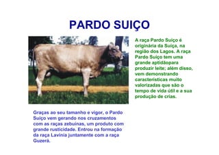 PARDO SUIÇO
A raça Pardo Suiço é
originária da Suíça, na
região dos Lagos. A raça
Pardo Suíço tem uma
grande aptidãopara
produzir leite; além disso,
vem demonstrando
características muito
valorizadas que são o
tempo de vida útil e a sua
produção de crias.
Graças ao seu tamanho e vigor, o Pardo
Suíço vem gerando nos cruzamentos
com as raças zebuínas, um produto com
grande rusticidade. Entrou na formação
da raça Lavínia juntamente com a raça
Guzerá.
 