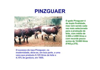 PINZGUAER
O gado Pinzguaer é
de dupla finalidade,
mas vem sendo cada
vez mais selecionado
para a produção de
leite, com média de
3.500 e 4.000 litros e
com recorde pouco
acima de 10.000 litros
(FAO,p.275).
O sucesso da raça Pinzguaer, na
modernidade, deve-se, em boa parte, a uma
vaca que produziu 8.125 litros de leite e
4,15% de gordura, em 1955.
 