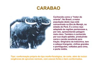 CARABAO
Conhecido como o "trator do
oriente". No Brasil, a maior
população desta raça está
concentrada na Ilha de Marajó, no
estado do Pará. É a única raça
adaptada às regiões pantanosas e,
por isto, apresentando pelagem
mais clara. Também é conhecido
por sua dupla aptidão, produzindo
carne e sendo excelente para
tração. Originário da Indochina, tem
a cabeça triangular, chifres grandes
e pontiagudos, voltados para cima,
e porte médio.
Tipo: conformação própria do tipo morfo-fisiológica, de corte, além de incluir
exigências de aprumos normais, com cascos fortes e bem conformados.
 