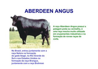 ABERDEEN ANGUS
A raça Aberdeen Angus possui a
pelagem preta ou vermelha, é
uma raça mocha muito utilizada
em cruzamentos industriais e na
formação de novas raças de
corte.
No Brasil, entrou juntamente com a
raça Nelore na formação
do gado Ibagé, no Rio Grande do
Sul e nos Estados Unidos na
formação da raça Brangus,
juntamente com a raça Brahman
 