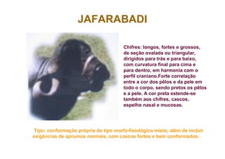 JAFARABADI
Chifres: longos, fortes e grossos,
de seção ovalada ou triangular,
dirigidos para trás e para baixo,
com curvatura final para cima e
para dentro, em harmonia com o
perfil craniano.Forte correlação
entre a cor dos pêlos e da pele em
todo o corpo, sendo pretos os pêlos
e a pele. A cor preta estende-se
também aos chifres, cascos,
espelho nasal e mucosas.
Tipo: conformação própria do tipo morfo-fisiológica misto, além de incluir
exigências de aprumos normais, com cascos fortes e bem conformados.
 