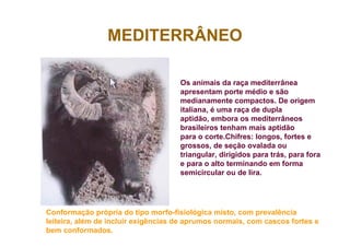 MEDITERRÂNEO
Os animais da raça mediterrânea
apresentam porte médio e são
medianamente compactos. De origem
italiana, é uma raça de dupla
aptidão, embora os mediterrâneos
brasileiros tenham mais aptidão
para o corte.Chifres: longos, fortes e
grossos, de seção ovalada ou
triangular, dirigidos para trás, para fora
e para o alto terminando em forma
semicircular ou de lira.
Conformação própria do tipo morfo-fisiológica misto, com prevalência
leiteira, além de incluir exigências de aprumos normais, com cascos fortes e
bem conformados.
 