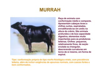 MURRAH
Raça de animais com
conformação média e compacta.
Apresentam cabeças leves e
chifres curtos, espiralados,
enrodilhando-se em anéis na
altura do crânio. São animais
profundos e de boa capacidade
digestiva, elementos muito
importantes para as produtoras
leiteiras. Chifres: pequenos,
relativamente finos, de seção
ovulada ou triangular,
descrevendo curvaturas em
torno de si mesmo, em forma de
espiral.
Tipo: conformação própria do tipo morfo-fisiológica misto, com prevalência
leiteira, além de incluir exigências de aprumos normais, com cascos fortes e
bem conformados.
 