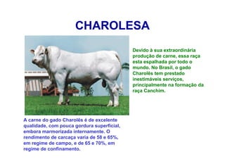 CHAROLESA
Devido à sua extraordinária
produção de carne, essa raça
esta espalhada por todo o
mundo. No Brasil, o gado
Charolês tem prestado
inestimáveis serviços,
principalmente na formação da
raça Canchim.
A carne do gado Charolês é de excelente
qualidade, com pouca gordura superficial,
embora marmorizada internamente. O
rendimento de carcaça varia de 58 e 65%,
em regime de campo, e de 65 e 70%, em
regime de confinamento.
 