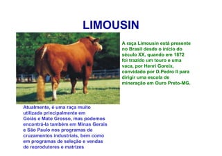 LIMOUSIN
A raça Limousin está presente
no Brasil desde o início do
século XX, quando em 1872
foi trazido um touro e uma
vaca, por Henri Goreix,
convidado por D.Pedro II para
dirigir uma escola de
mineração em Ouro Preto-MG.
Atualmente, é uma raça muito
utilizada principalmente em
Goiás e Mato Grosso, mas podemos
encontrá-la também em Minas Gerais
e São Paulo nos programas de
cruzamentos industriais, bem como
em programas de seleção e vendas
de reprodutores e matrizes
 