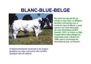 BLANC-BLUE-BELGE
No início do século XX, já
existia a raça Azul, na Bélgica,
também conhecida com o
nome de raça de Mons, a qual
parecia ser uma derivação
da raça Holandesa (A.M.E.
Gastart, 1913, in Cotim, p.196).
O gado Blanc-Blue-Belge foi
importado para o Brasil em
1994, para o município de
Alvorada do Sul, no Paraná.
O desenvolvimento muscular é de origem
genética, ou seja, sua carne não contém
qualquer tipo de aditivo.
 