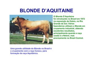 BLONDE D’AQUITAINE
O Blonde D’Aquitaine
foi introduzido no Brasil em 1972
na exposição de Esteio, no Rio
Grande do Sul. Vários
fazendeiros utilizam o Blonde em
cruzamento industrial, obtendo
excelentes resultados,
principalmente quando a raça
usada é a Nelore, mas
precisamente no Brasil Central.
Uma grande utilidade do Blonde no Brasil é
o cruzamento com a raça Caracu, para
formação da raça Aquitânica.
 