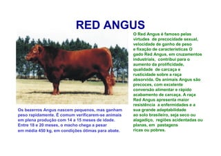 RED ANGUS
O Red Angus é famoso pelas
virtudes de precocidade sexual,
velocidade de ganho de peso
e fixação de características O
gado Red Angus, em cruzamentos
industriais, contribui para o
aumento da prolificidade,
qualidade de carcaça e
rusticidade sobre a raça
absorvida. Os animais Angus são
precoces, com excelente
conversão alimentar e rápido
acabamento de carcaça. A raça
Red Angus apresenta maior
resistência a enfermidades e a
sua grande adaptabilidade
ao solo brasileiro, seja seco ou
alagadiço, regiões acidentadas ou
planas, em pastagens
ricas ou pobres.
Os bezerros Angus nascem pequenos, mas ganham
peso rapidamente. É comum verificarem-se animais
em plena produção com 14 a 15 meses de idade.
Entre 18 e 20 meses, o macho chega a pesar
em média 450 kg, em condições ótimas para abate.
 