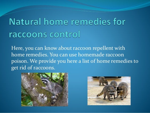 Natural home remedies for raccoons control