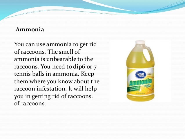 Natural home remedies for raccoons control