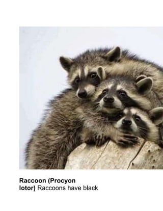 Raccoon (Procyon
lotor) Raccoons have black
 