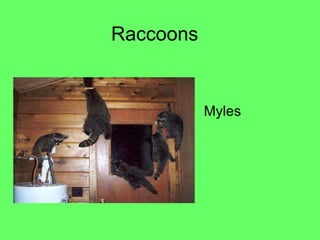 Raccoons Myles  