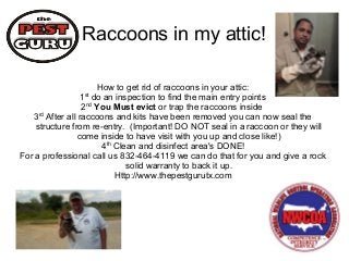 Raccoons in my attic!
How to get rid of raccoons in your attic:
1st do an inspection to find the main entry points
2nd You Must evict or trap the raccoons inside
3rd After all raccoons and kits have been removed you can now seal the
structure from re-entry. (Important! DO NOT seal in a raccoon or they will
come inside to have visit with you up and close like!)
4th Clean and disinfect area's DONE!
For a professional call us 832-464-4119 we can do that for you and give a rock
solid warranty to back it up.
Http://www.thepestgurutx.com

 