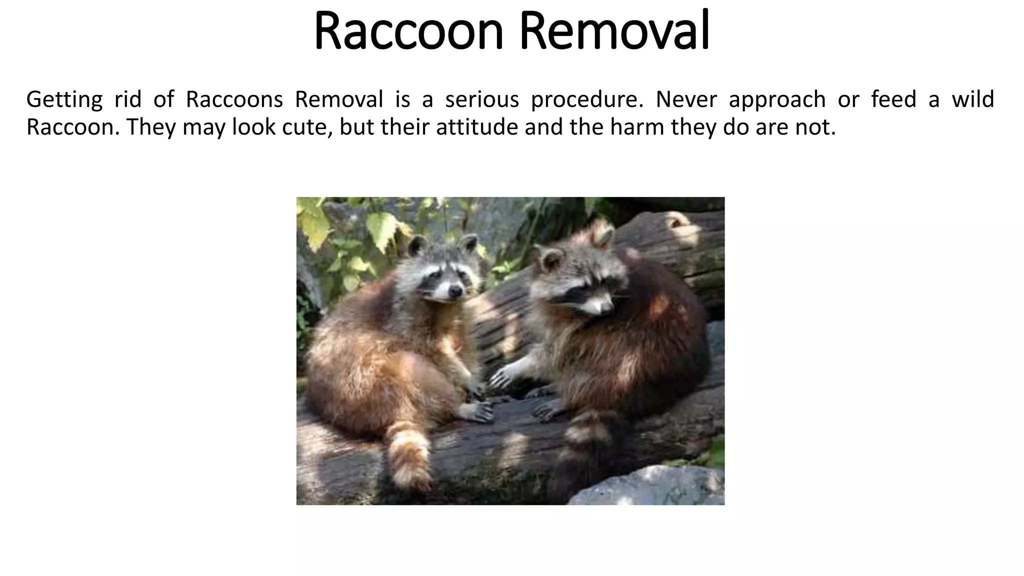 Raccoon Removal
Getting rid of Raccoons Removal is a serious procedure. Never approach or feed a wild
Raccoon. They may look cute, but their attitude and the harm they do are not.
 