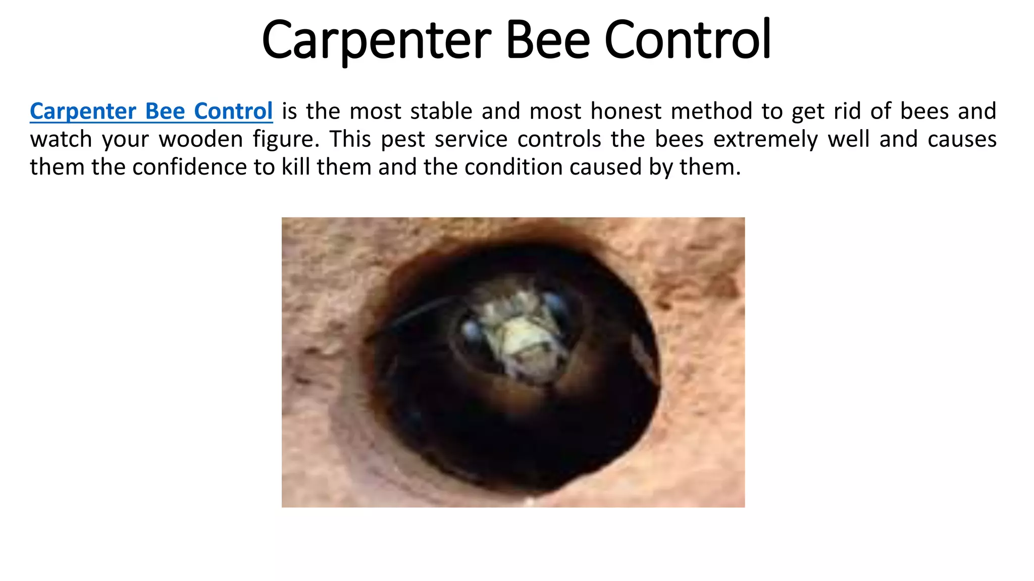 Carpenter Bee Control
Carpenter Bee Control is the most stable and most honest method to get rid of bees and
watch your wooden figure. This pest service controls the bees extremely well and causes
them the confidence to kill them and the condition caused by them.
 