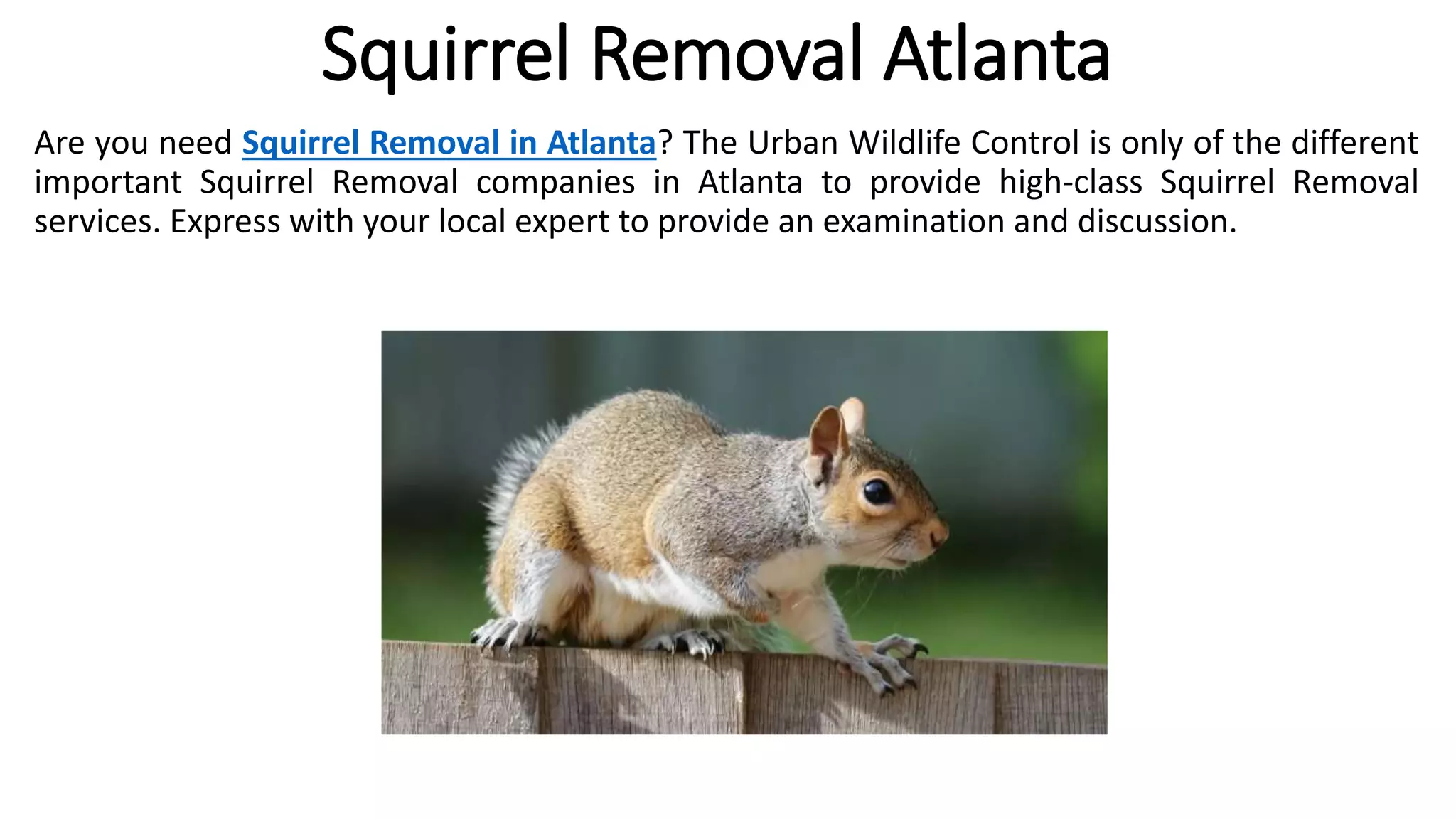 Squirrel Removal Atlanta
Are you need Squirrel Removal in Atlanta? The Urban Wildlife Control is only of the different
important Squirrel Removal companies in Atlanta to provide high-class Squirrel Removal
services. Express with your local expert to provide an examination and discussion.
 