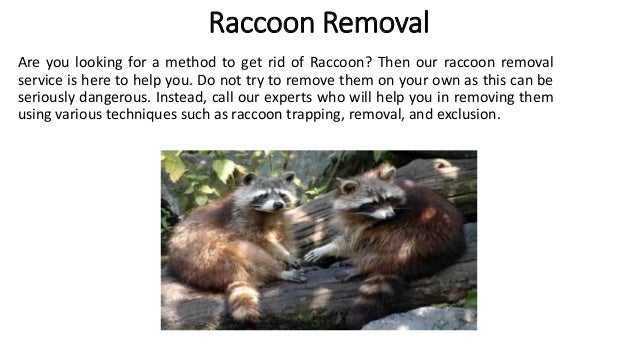 Raccoon Removal
Are you looking for a method to get rid of Raccoon? Then our raccoon removal
service is here to help you. Do not try to remove them on your own as this can be
seriously dangerous. Instead, call our experts who will help you in removing them
using various techniques such as raccoon trapping, removal, and exclusion.
 