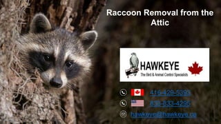 416-429-5393
833-833-4295
hawkeye@hawkeye.ca
Raccoon Removal from the
Attic
 