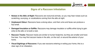 Raccoon Removal from the Attic | PPT | Free Download