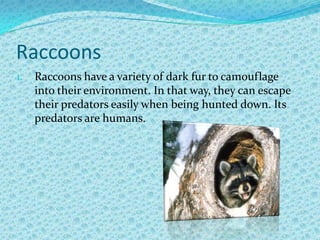 Raccoonsab | PPT