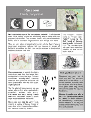 Raccoons and Rabies | PDF | Free Download