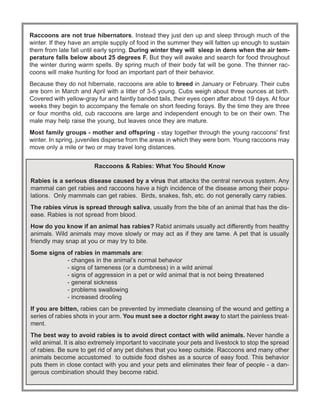 Raccoons and Rabies | PDF | Free Download