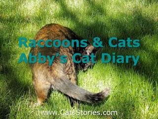 Raccoons & Cats
Abby’s Cat Diary
www.CatsStories.com
 